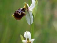 Ophrys tetraloniae 13, Saxifraga-Hans Dekker