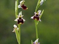Ophrys tetraloniae 14, Saxifraga-Hans Dekker