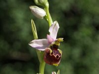 Ophrys tetraloniae 15, Saxifraga-Hans Dekker