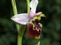 Ophrys tetraloniae 2, Saxifraga-Hans Dekker