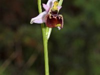 Ophrys tetraloniae 3, Saxifraga-Hans Dekker
