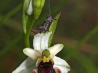 Ophrys tetraloniae 4, Saxifraga-Hans Dekker