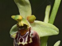 Ophrys tetraloniae 5, Saxifraga-Hans Dekker