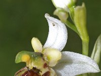 Ophrys tetraloniae 6, Saxifraga-Hans Dekker