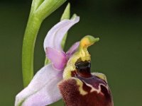 Ophrys tetraloniae 7, Saxifraga-Hans Dekker