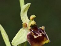 Ophrys tetraloniae 8, Saxifraga-Hans Dekker
