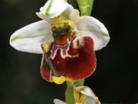 Ophrys tetraloniae 9, Saxifraga-Hans Dekker