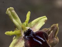 Ophrys transhyrcana : Gebied, Israel, Ophrys, Orchid, www.Saxifraga.nl