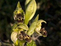 Ophrys umbilicata (Carmeli-type) : Gebied, Israel, Ophrys, Orchid, www.Saxifraga.nl