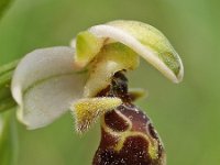 Ophrys umbilicata 4. Saxifraga-Hans Dekker