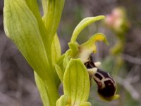 Ophrys umbilicata subsp. rhodia : Gebied, Israel, Ophrys, Orchid, www.Saxifraga.nl