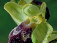 Ophrys vasconica 1, Saxifraga-Hans Dekker