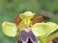 Ophrys vasconica 10, Saxifraga-Hans Dekker
