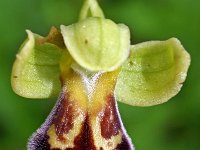 Ophrys vasconica 11, Saxifraga-Hans Dekker