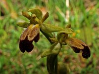 Ophrys vasconica 2, Saxifraga-Hans Dekker