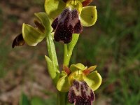 Ophrys vasconica 5, Saxifraga-Hans Dekker