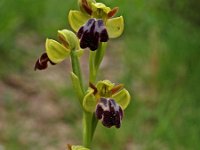 Ophrys vasconica 6, Saxifraga-Hans Dekker