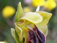 Ophrys vasconica 7, Saxifraga-Hans Dekker