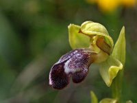 Ophrys vasconica 8, Saxifraga-Hans Dekker