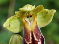Ophrys vasconica 9, Saxifraga-Hans Dekker