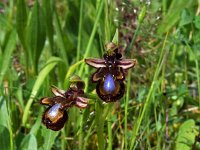 Ophrys vernixia 2, Saxifraga-Jeroen Willemsen