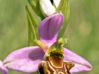 Ophrys vetula 3, Saxifraga-Hans Dekker