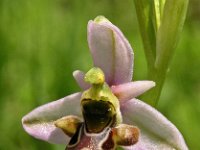 Ophrys vetula 5, Saxifraga-Hans Dekker