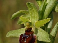 Ophrys virescens 1, Saxifraga-Hans Dekker