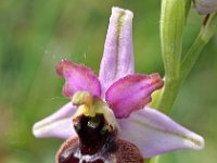 Ophrys vitorica 1, Saxifraga-Hans Dekker