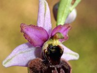 Ophrys vitorica 2, Saxifraga-Hans Dekker