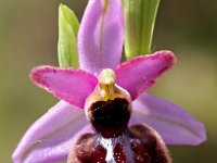 Ophrys vitorica 5, Saxifraga-Hans Dekker