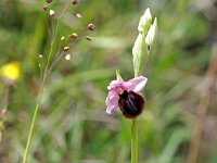Ophrys vitorica 7, Saxifraga-Hans Dekker