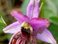 Ophrys vitorica 8, Saxifraga-Hans Dekker