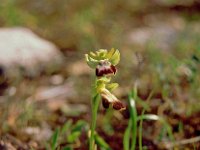 Ophrys zonata 2, Saxifraga-Hans Dekker