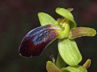 Ophrys zonata 3, Saxifraga-Hans Dekker