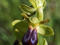 Ophrys zonata 4, Saxifraga-Hans Dekker
