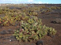 Opuntia dillenii 10, Saxifraga-Ed Stikvoort