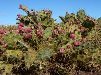 Opuntia dillenii 12, Saxifraga-Ed Stikvoort