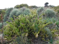Opuntia dillenii 2, Saxifraga-Ed Stikvoort