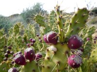 Opuntia dillenii 3, Saxifraga-Ed Stikvoort