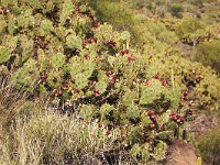 Opuntia  Opuntia sp.; near Adeje, Tenerife, Canary Islands, Spain : Growth