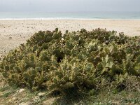 Opuntia tuna 10, Saxifraga-Jan van der Straaten