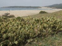 Opuntia tuna 11, Saxifraga-Jan van der Straaten