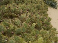 Opuntia tuna 7, Saxifraga-Willem van Kruijsbergen