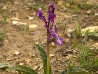 Orchis anatolica : Gebied, Israel, Orchid, Orchis, www.Saxifraga.nl