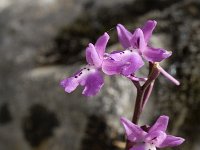 Orchis anatolica 5, Saxifraga-Jan van der Straaten