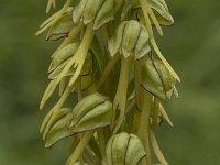 Orchis anthropophora 1, Poppenorchis, Saxifraga-Marijke Verhagen