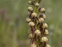 Orchis anthropophora 11, Poppenorchis, Saxifraga-Jan van der Straaten