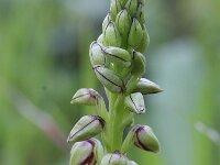Orchis anthropophora 12, Poppenorchis, Saxifraga-Rutger Barendse