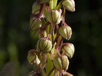 Orchis anthropophora 13, Poppenorchis, Saxifraga-Willem van Kruijsbergen
